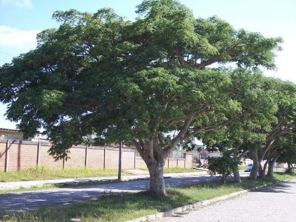 13.000 Unidades Sementes de Aroeira Preta (Myracrodruon urundeuva Allemão)