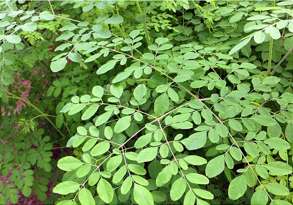 Sementes de Moringa 350 unidades