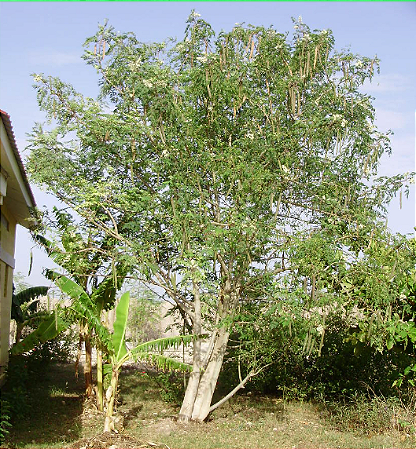 Sementes de Moringa 350 unidades