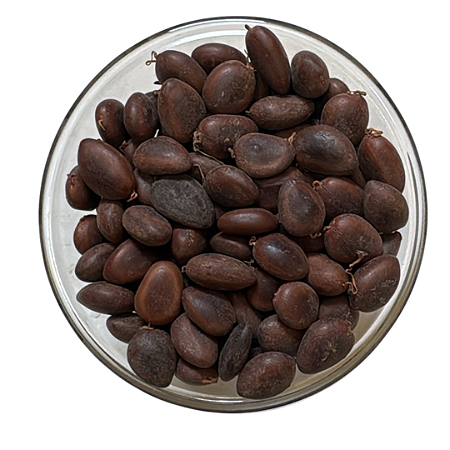 Sementes de Tamboril - Orelha de Macaco 1kg