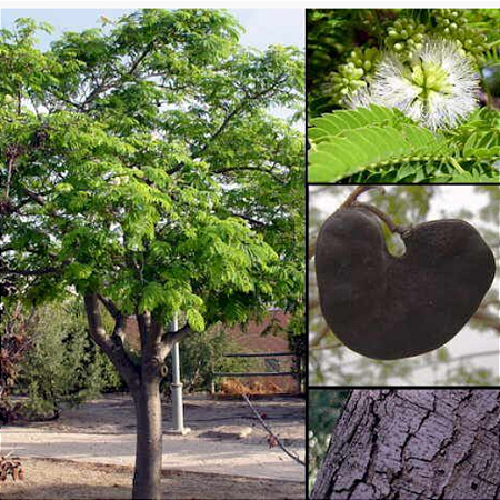 100 Gramas Sementes de Tamboril - Orelha de Macaco