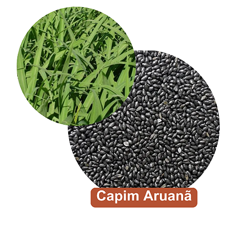 Semente de Capim Aruanã