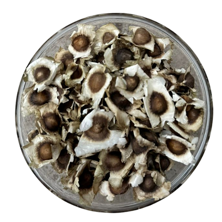 500 Sementes de Moringa