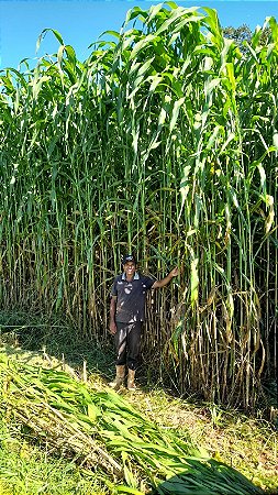 Semente de Sorgo Boliviano Gigante Silagem – 1kg