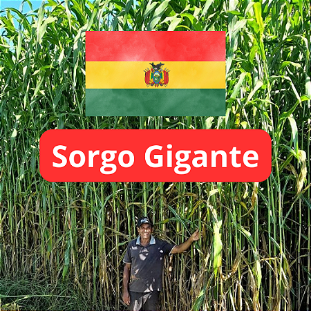 Semente de Sorgo Boliviano Gigante Silagem – 1kg