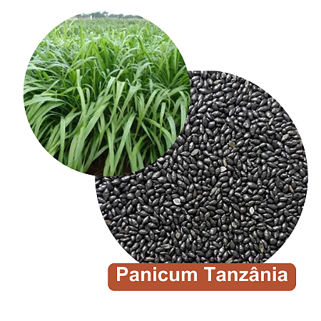 Semente de Capim Tanzânia Equino (Panicum maximum cv. Tanzânia)