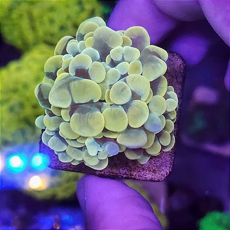 Coral LPS Hammer Gold