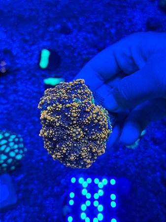 Ricordea Yumma Orange