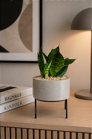 Vaso Mini Espada de São Jorge - Altiva Verde