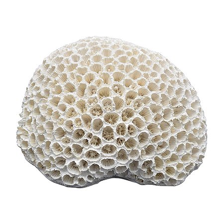 Coral Em Resina Cerebro 16X13