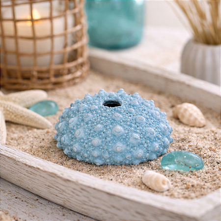 Coral Ouriço Do Mar Com Furo Azul