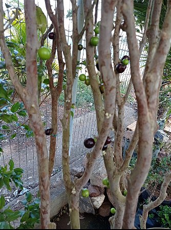 Jabuticaba Sabará "Produzindo"