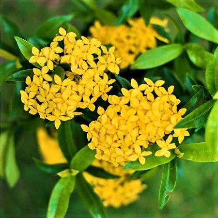 Ixoria Mini Amarela- Lindas Mudas