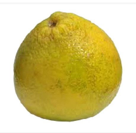 Laranja Champanhe- Lindas Mudas