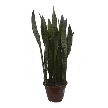 Espada de São Jorge Verde