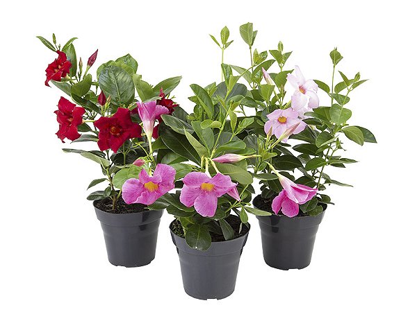 Dipladenia ou Mandevilla