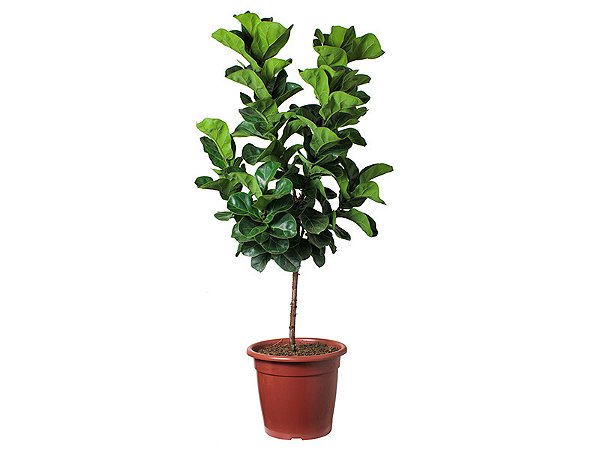 Ficus Lyrata: Formato Árvore