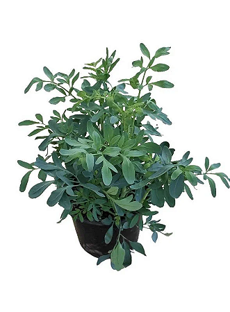 Arruda