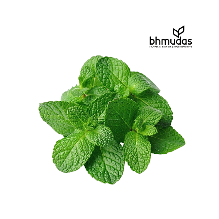 Menta