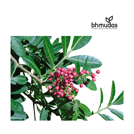 Aroeira Pimenta Rosa