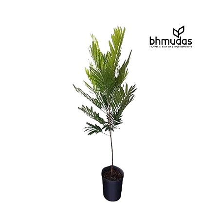 Muda de Árvore Samambaia (Filicium decipiens) para Arborização