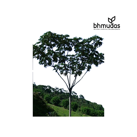 Embaúba (cecropia pachystachya)