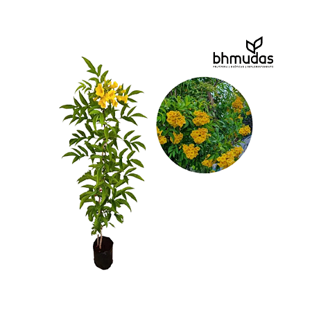 Ipê-Amarelo Mirim (Ipê de Jardim)