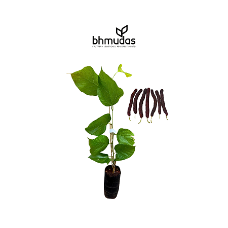 Amora Paquistanesa enxertada