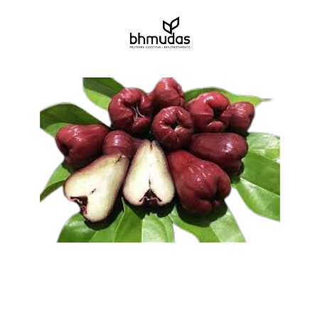 Jambo Roxo ou Jambo Vermelho
