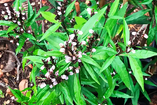 Muda de Abre-Caminho (Justicia gendarussa Burm.)