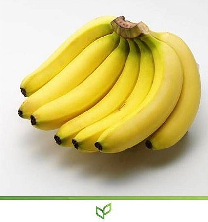 Banana Caturra  - Lindas Mudas