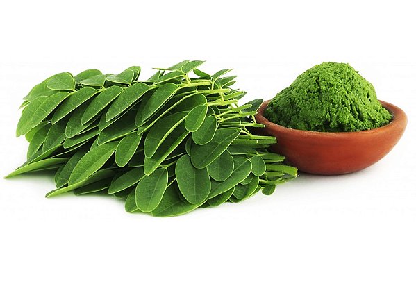 Moringa Oleifera