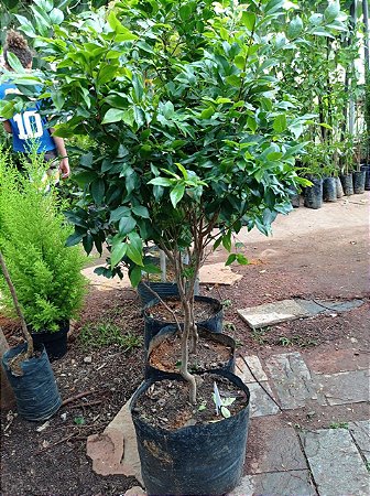 Jabuticaba Hibrida - Lindas Mudas