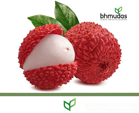 Lichia Sweet Heart - Alporquia - frutos grades e doce