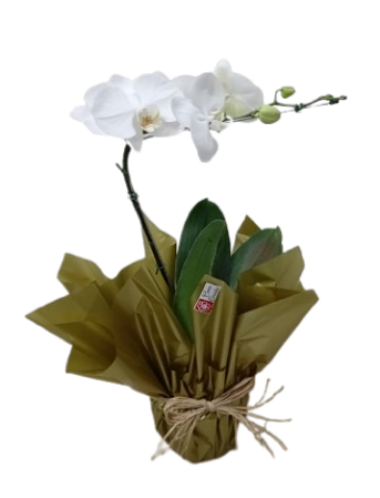 Orquídea Phalenoplis Branca