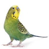 PERIQUITO AUSTRALIANO