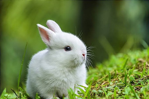 MINI COELHO
