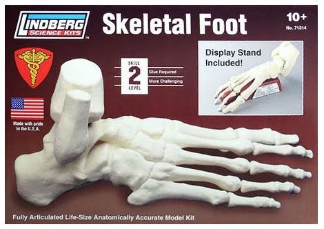 Lindberg - Skeletal Foot - 1/1