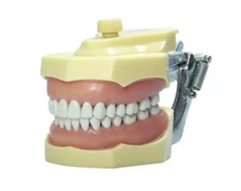 Manequim Dentistica Encaixe Individual 32 Dentes Marfim - MOM