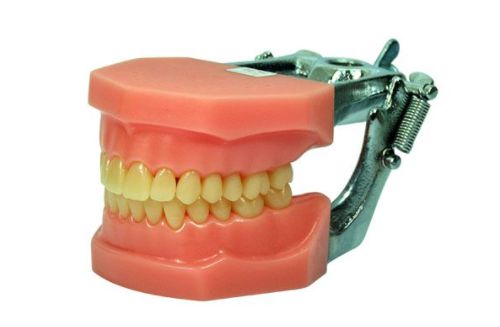 Manequim Cirurgia Periodontal 24 Dentes - MOM