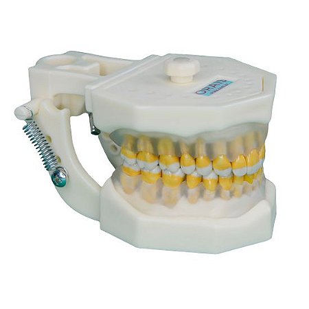 Manequim de Periodontia Padrão - Orais