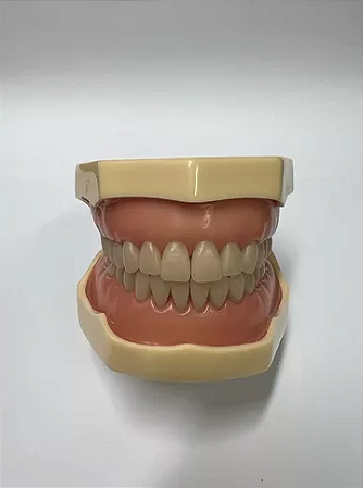 Manequim Dentística Modelo 2000 32 Dentes Cor 66 - Mom