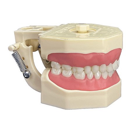 Manequim de Dentística Cor 05 - Orais