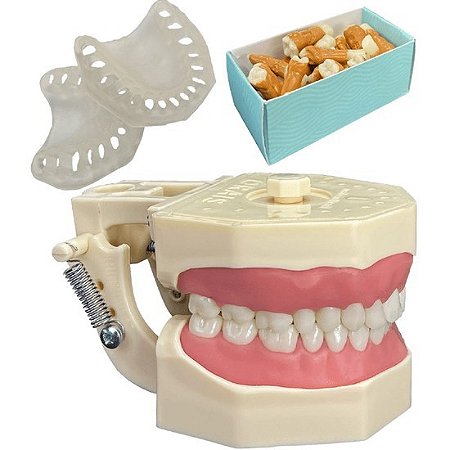Manequim Kit Multidisciplinar Periodontia e Dentística (Cor 05) - Orais