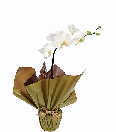 Orquídea Branca M
