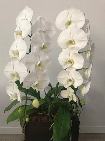 Orquídeas Phalaenopsis Cascata Dupla