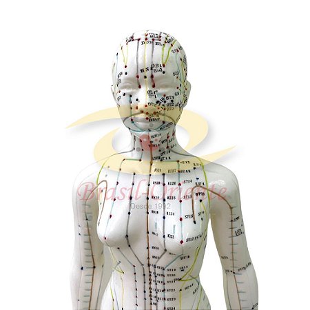 MODELO DE CORPO HUMANO FEMININO PARA ACUPUNTURA