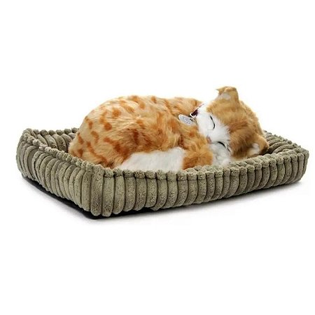 GATO MALHADO ORANGE TABBY