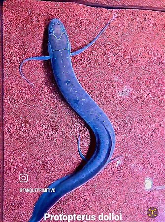 Peixe Protopterus dolloi (Slender Lungfish)