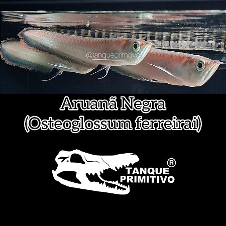 Peixe Aruanã Negra (Osteoglossum ferreirai)